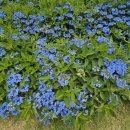 초안산 하늘꽃정원 이미지