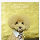 코코애견샵 이미지