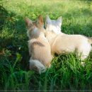 정직 동물병원 이미지