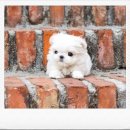 도시 강아지 | 동탄강아지분양 후기｜신도시라 더 꼼꼼히 알아보고 결정했어요