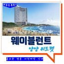 양양이펫 네이버블로그