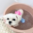 끌레르독 이미지