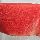 대산청과 | 맛있는수박고르는방법 초고당도 프리미엄꿀수박 어나더스윗 택배 주문