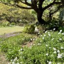 사라의 정원 이미지