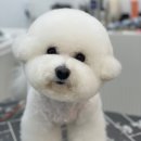 나에개, 반하냥 | 몽이의 하루!인천 도화동 비숑 미용 잘하는 곳 &#39;나에개 반하냥&#39; 다녀왔어요!