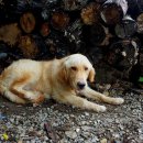 멍근멍근 이미지