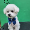 울산애견미용 러빙도기 이미지