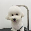 댕바이미 이미지