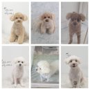 산책길(반려동물 미용실) | 인천고양이미용 부평갈산동강아지미용 [ 원반려동물미용실 ]