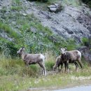 제스퍼(JASPER) 이미지