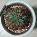 환타지아 이미지