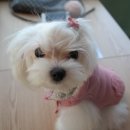 호식이빵 이미지