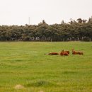 큰동산목장 이미지