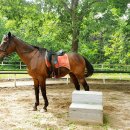 산청승마장 이미지