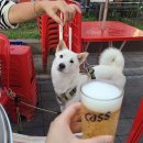 펫마마스푸드 이미지