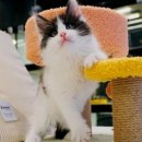 라온캣 잠실고양이분양 이미지