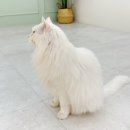 바하 고양이 병원 이미지