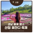 산수로 | 경남 봄꽃 명소 산청 꽃잔디축제 생초국제조각공원 후기 +주차꿀팁