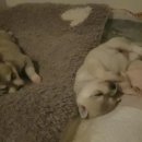 콜드베이켄넬 이미지