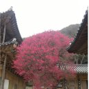 순천-34호 이미지