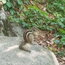 람원 | 가평 계곡앞 펜션 아이들 물놀이 좋아요(*람원펜션)