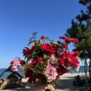 안녕바다6 | 야외 웨딩스냅 후기: 강원도 미기후 스냅 켄싱턴 호텔 속초·소나무숲·양양 바다 촬영