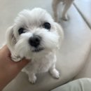 댕스히얼 이미지