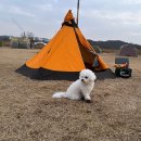 애견이야기 이미지