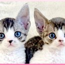 광주고양이분양 제나캣 광주점 이미지