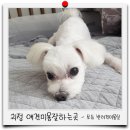 보듬 반려견미용실 이미지