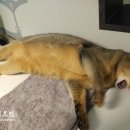 호텔 스미스 이미지