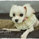 아롱펫샵 이미지