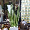 파리봉강아지미용실 이미지