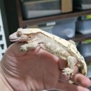 크레닷