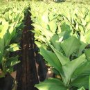 여리농장 이미지