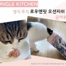 오션 캣 이미지