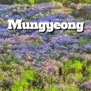 봉천사 | 문경 봉천사 개미취 이번주 막차 타세요, 지금 안 가면 내년!