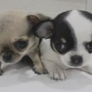 네오 동물병원 이미지