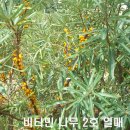 비타민나무 - 서구 | 비타민나무