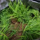 꼼지의 작은세상 이미지