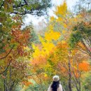 금오카 | 실시간 구미 금오산 케이블카 끝나지 않은 단풍놀이