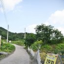 경남 함안 강주 해바라기 축제 여름꽃축제 후기