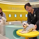 놀아보개 이미지