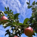 가을농원 이미지