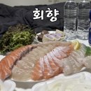 56 | 춘천 회 포장 맛집 회향 | 배달까지 가능한 가성비 최고 횟집 내돈내산