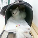 펫가든 동물병원 이미지