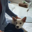 해피 Daum카페