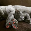 뷰티반려문화 이미지