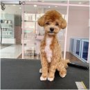 그루밍공화국 이미지