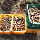 박미향 농장 이미지